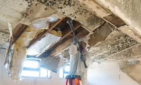 Best Mold Odor Removal Services  in Kendall West, FL